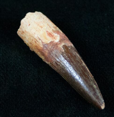 Bargain Spinosaurus Tooth (Composite) #10487